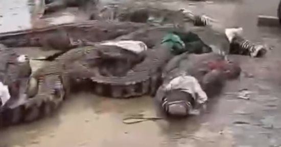 السلطات الصينية تقبض على عشرات التماسيح الهاربة.. فيديو