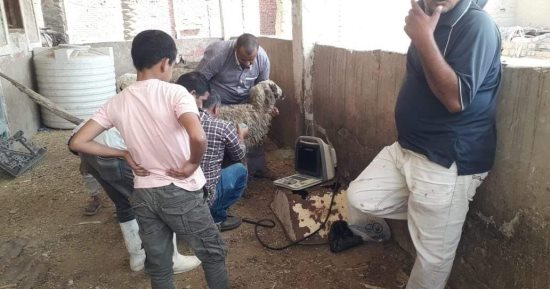 تنظيم قافلة بيطرية مجانية فى القنطرة غرب بالإسماعيلية