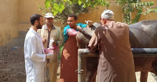 تقديم خدمات بيطرية لـ3661 رأس ماشية ودواجن بقافلتين بكفر الشيخ