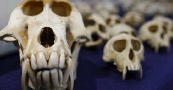 باريس تعلن إحباط تهريب 392 جمجمة قرد من الكاميرون إلى فرنسا
