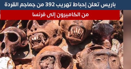 تفاصيل إحباط تهريب 392 جمجمة قرد من الكاميرون إلى فرنسا.. فيديو