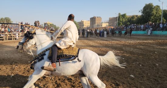 أهالى منشأة العمارى بالأقصر يحتفلون بالمولد النبوى بأكبر تجمع لمرماح الخيول