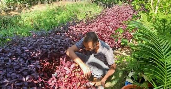 رفع كفاءة وزراعة الأشجار بميدان كوبري المندرة في الإسكندرية.. صور 