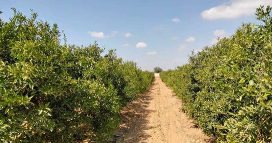 المزارع الريفية بجازان.. منتج سياحى يثرى تجربة الزوار خلال فصل الصيف