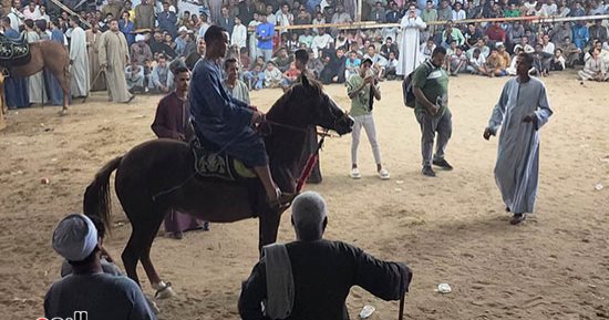 الرقص بالخيول.. احتفالات أهالى الأقصر بالمولد النبوي الشريف
