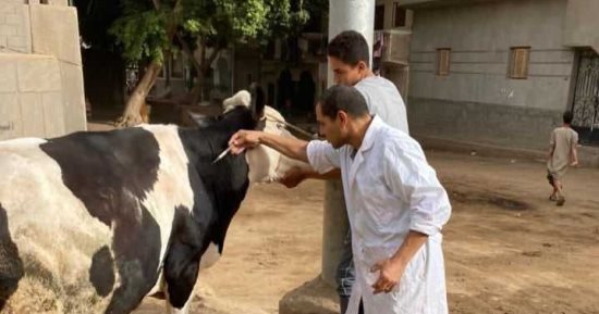 محافظ المنيا: تحصين 268 ألف رأس ماشية ضد الحمى القلاعية وحمى الوادى المتصدع