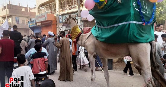 بالجمل والحصان.. موكب احتفالات المولد النبوى بقنا