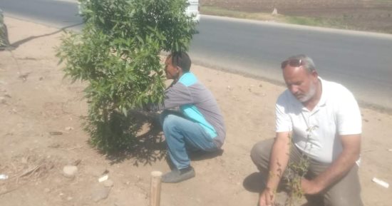 الأشجار المثمرة تزين الطرقات بالمنيا.. أبرزها الرمان والبرتقال "صور"