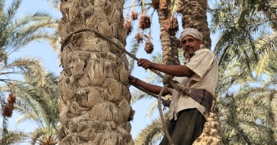 عناقيد الخير.. "اليوم السابع" ترصد موسم حصاد وتجفيف التمور فى قرى البدرشين.. مليون نخلة تصل إنتاجية الواحدة إلى 120 كيلو.. "السيوى" فى قرية المرازيق المصدر الأساسى للعجوة.. والفلاحون: خير بنستناه من السنة للسنة