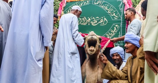 "المحمل".. قصة "جمل" يطوف الشوارع احتفالاً بالمولد النبوى فى أسوان