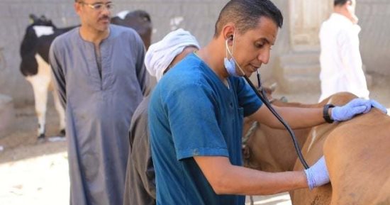 خدمات بيطرية مجانية لـ 1543 رأس ماشية بقرية نزلة النخل بمركز أبوقرقاص