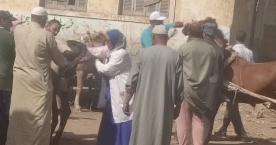 طب بيطري كفر الشيخ: إجراء خدمات بيطرية لـ1443 رأس ماشية بقرية صندلا