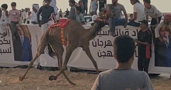 انطلاق فعاليات سباق الهجن بالعريش