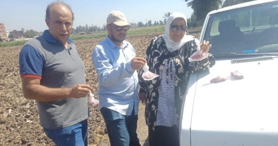 زراعة كفر الشيخ: حملة لمكافحة القوارض عقب حصاد المحاصيل الصيفية 