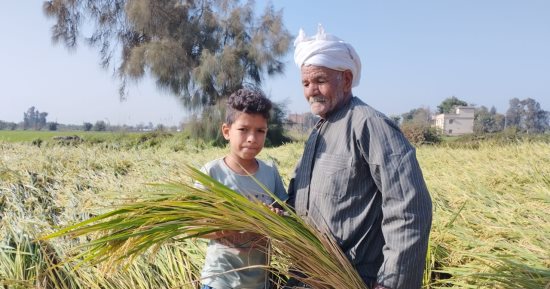 فرحة المحصول تملأ الحقول.. انطلاق موسم حصاد الأرز بغيطان الشرقية بإجمالي 211 ألف فدان.. الفدان يعطى متوسط إنتاجية 3 أطنان.. و300 ندوة إرشادية لتوعية المزارعين بأساليب الزراعة الحديثة للحصول على أعلى إنتاجية