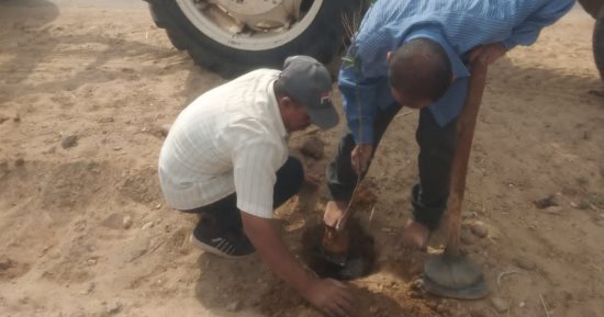 زراعة 75 شجرة مثمرة وأخرى للزينة بالطريق الدائري فى مركز مطاي بالمنيا
