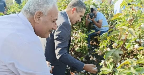 محافظ الغربية يشهد بدء موسم جنى القطن بالمحلة