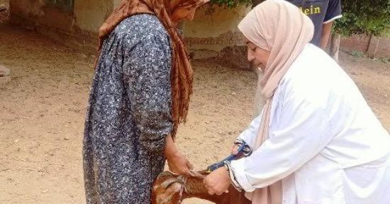 تحصين 20 ألفا و282 رأس أغنام ضد مرض طاعون المجترات الصغيرة بالشرقية