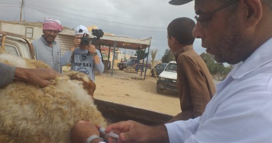 قافلة بيطرية لرعاية 5680 من الحيوانات بقرى مدينة الضبعة ضمن حياة كريمة بمطروح