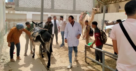 قافلة جامعة سوهاج البيطرية تتجه لقرية الكولة بمركز أخميم وتناظر 315 حالة مجانا