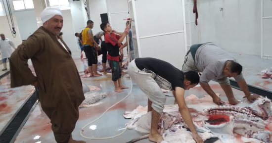 بدء العمل بمجزر سنورس بالفيوم بعد إحلاله وتجديده