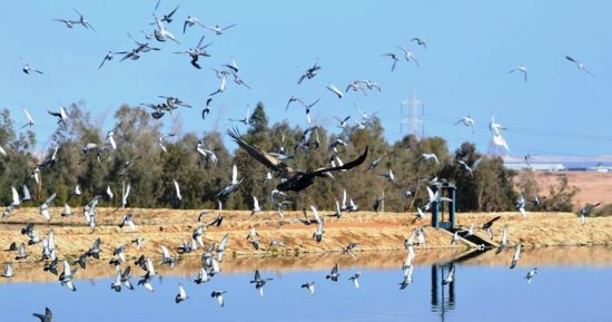 محمية الزرانيق.. ممر الطيور المهاجرة بشمال سيناء وكنز من مكونات الطبيعة