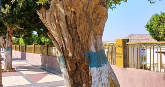 محافظ أسوان: معالجة الأشجار المصابة بالنمل الأبيض على طريق كورنيش النيل