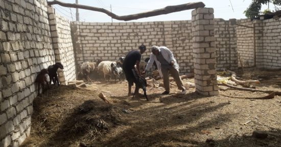 لجان من الطب البيطرى تحصن الأغنام والماعز ضد مرض طاعون المجترات الصغيرة.. صور