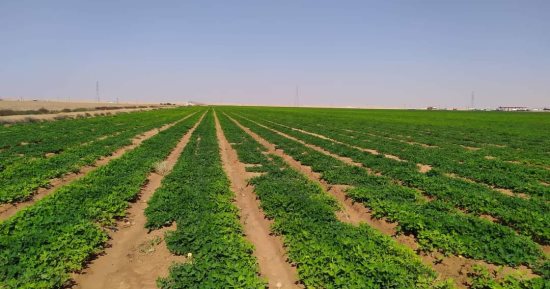 ظهير مصر التنموى الأخضر والمستدام.. "الوادى الجديد" تحقق طفرة فى الزراعات غير التقليدية بدعم الحكومة.. نجاح 40 ألف فدان من النباتات الطبية والعطرية.. وخطة شاملة لدعم المزارعين مع بداية موسم الزراعات الشتوية