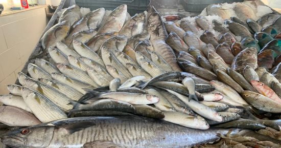 أسعار الأسماك اليوم السبت 24 فبراير 2024 في الأسواق