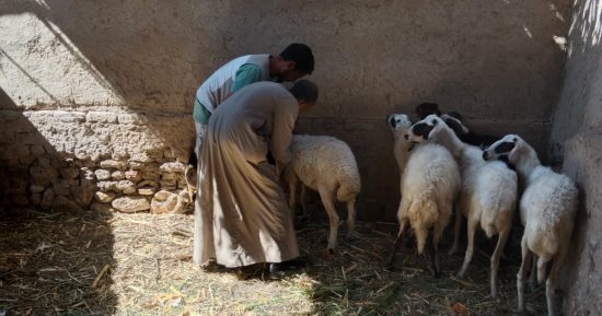 الزراعة تختتم الحملة القومية ضد مرض الطاعون بتحصين أكثر من مليون رأس أغنام وماعز