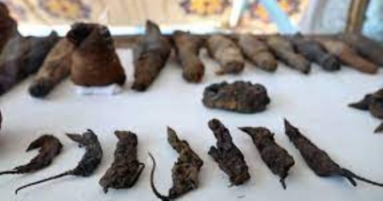 العثور على 13 فأرا محنطا فى قمم براكين بجبال الإنديز.. صور