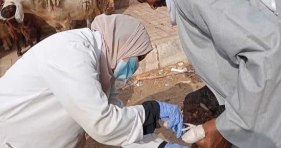 تحصين 61 ألف رأس ماشية بالمنيا للوقاية من طاعون المجترات الصغيرة