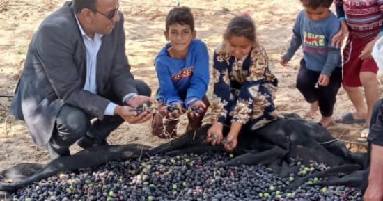 قطاع استصلاح الأراضي: حصاد الزيتون في 6 آلاف فدان بمنطقة شرق القناة  