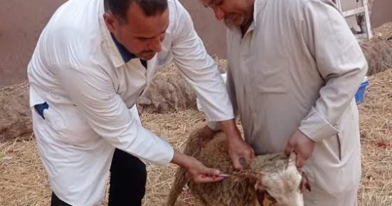 تحصين 107 آلاف رأس أغنام للوقاية من طاعون المجترات الصغيرة بالشرقية