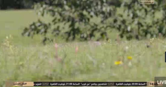 قناة الوثائقية تعرض فيلما جديدا عن "نقار الخشب"