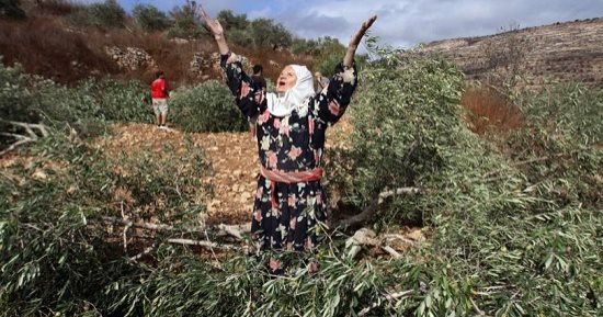 شجرة الزيتون رمز المقاومة الفلسطينية.. تناضل للحياة ضد الاحتلال