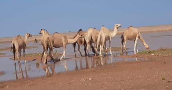 أهالى حلايب وشلاتين ينتظرون "الشتاء السعيد".. يعتبرونه أفضل أيام السنة بالنسبة لهم لتوافر مياه الأمطار.. إقامة الأفراح عند ظهور العشب خلال أيام.. رحلات لاكتشاف مواقع الأمطار.. والمراعي تطعم الإبل والأغنام.. صور