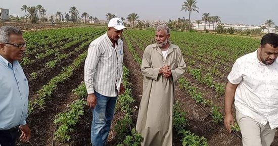 أبرزها البنجر والبطاطس والفول.. زراعات تستعد دمياط لاستقبالها هذا الموسم