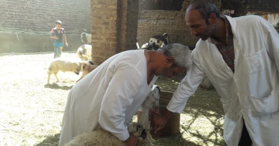 تحصين 15582 رأس أغنام وماعز ضد طاعون المجترات الصغيرة بالأقصر.. صور