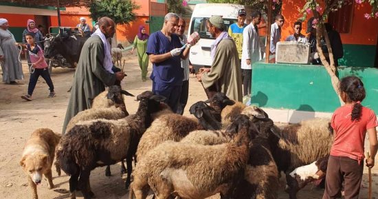 بيطرى المنيا ينفذ 6 قوافل بيطرية مجانية ويقدم الخدمات العلاجية لـ4464 رأس ماشية