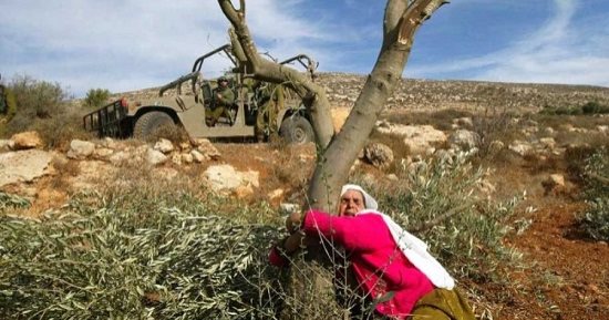 7 أشجار تتميز فلسطين بثمارها.. منها الزيتون والصبار والصنوبر