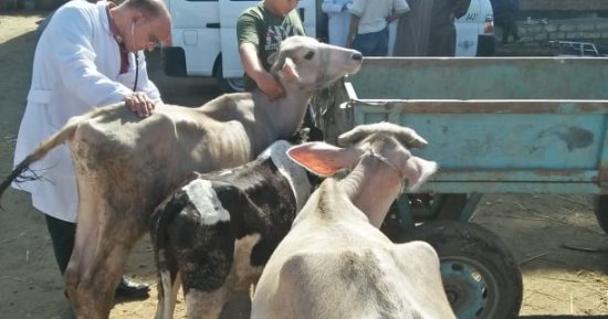 جامعة الزقازيق توجه قافلة بيطرية لقرية كفر أبو الديب بالشرقية