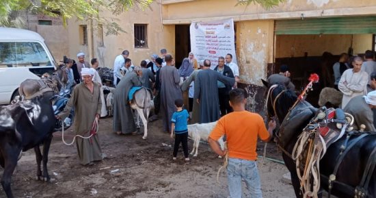 بيطرى الجيزة: إطلاق قافلة علاجية مجانية توعوية لخدمة المربين فى البدرشين