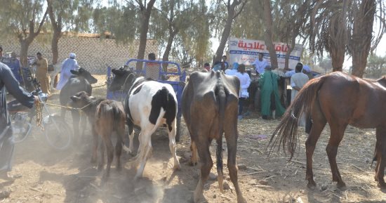 رش وتحصين وتطعيم الماشية بجميع فصائلها فى قوافل بقرى الأقصر.. صور