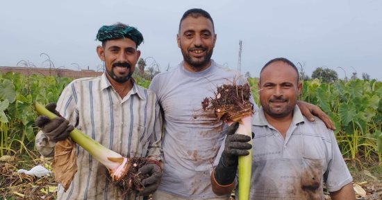 خير بلدنا.. بدء حصاد محصول القلقاس بغيطان الشرقية وسط فرحة المزارعين.. صور