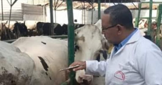 "بيطرى الشرقية" يفحص 6131 رأس ماشية من البروسيلا والسل البقرى