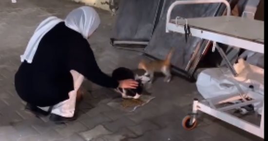 رغم قساوة الحرب.. "وفاء" فلسطينية ترعى وتهتم بالقطط في شوارع غزة