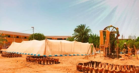 نجاح تجربة استنبات شجرة الأراك الوحيدة بالوادى الجديد من تجمع شجرى طبيعى عتيق بزراعة البذور.. فريق العمل يضع لافتة أمامها لشرح التجربة.. ورئيس جمعية البشندى: عمرها مئات السنين وما زالت خضراء.. صور