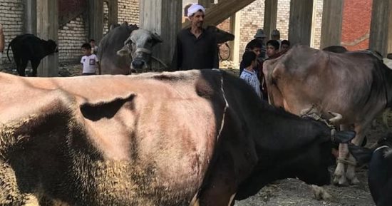 تحصين 30 ألف رأس ماشية ضد الحمى القلاعية والوادى المتصدع بكفر الشيخ